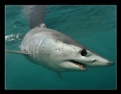 Mako shark, image shot off Cape Point. by Charles Wright 